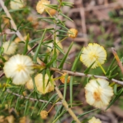 Acacia ulicifolia at Fadden, ACT - 12 Oct 2022 04:05 PM