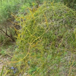 Cassytha pubescens at Fadden, ACT - 12 Oct 2022