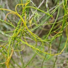 Cassytha pubescens at Fadden, ACT - 12 Oct 2022
