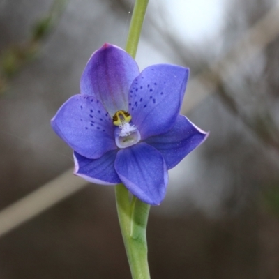 Thelymitra ixioides (Dotted Sun Orchid) at Woodlands - 12 Oct 2022 by Snowflake