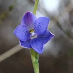 Thelymitra ixioides (Dotted Sun Orchid) at Woodlands, NSW - 12 Oct 2022 by Snowflake