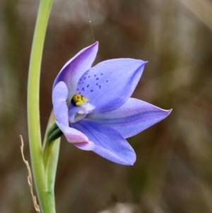 Thelymitra ixioides at Woodlands, NSW - 12 Oct 2022