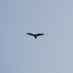 Aquila audax (Wedge-tailed Eagle) at Jerrabomberra, ACT - 11 Oct 2022 by RodDeb
