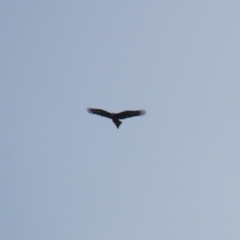 Aquila audax (Wedge-tailed Eagle) at Jerrabomberra Grassland - 11 Oct 2022 by RodDeb