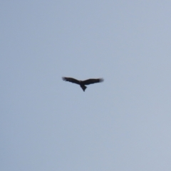 Aquila audax (Wedge-tailed Eagle) at Jerrabomberra Grassland - 10 Oct 2022 by RodDeb