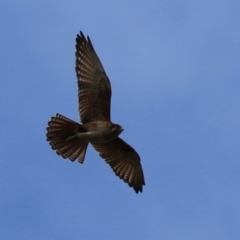 Falco berigora (Brown Falcon) at Jerrabomberra Grassland - 11 Oct 2022 by RodDeb