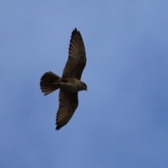 Falco berigora at Jerrabomberra, ACT - 11 Oct 2022 10:57 AM