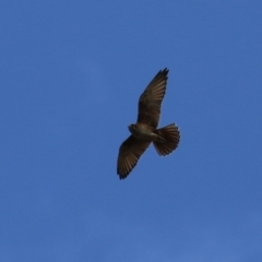 Falco berigora at Jerrabomberra, ACT - 11 Oct 2022 10:57 AM