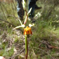 Diuris semilunulata (Late Leopard Orchid) at Googong, NSW - 12 Oct 2022 by coljet