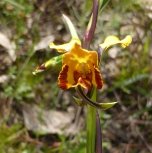 Diuris semilunulata at Googong, NSW - 12 Oct 2022