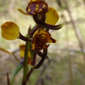 Diuris semilunulata at Googong, NSW - 12 Oct 2022