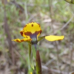 Diuris semilunulata at Googong, NSW - 12 Oct 2022