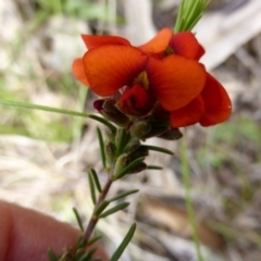 Dillwynia sericea (Egg And Bacon Peas) at QPRC LGA - 12 Oct 2022 by coljet