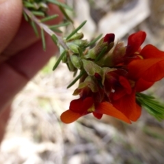 Dillwynia sericea at Karabar, NSW - 12 Oct 2022