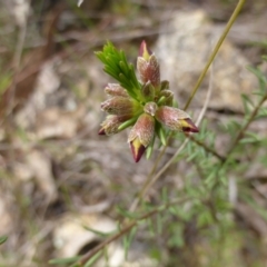 Dillwynia sericea at Karabar, NSW - 12 Oct 2022