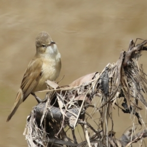 Acrocephalus australis at Fyshwick, ACT - 11 Oct 2022