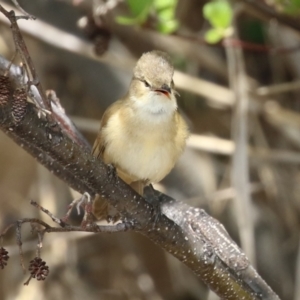 Acrocephalus australis at Fyshwick, ACT - 11 Oct 2022