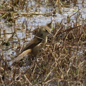 Acrocephalus australis at Fyshwick, ACT - 11 Oct 2022