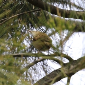 Acrocephalus australis at Fyshwick, ACT - 11 Oct 2022