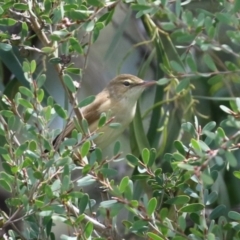 Acrocephalus australis at Fyshwick, ACT - 11 Oct 2022