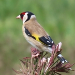 Carduelis carduelis (European Goldfinch) at Fyshwick, ACT - 11 Oct 2022 by RodDeb