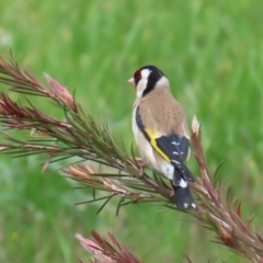 Carduelis carduelis at Fyshwick, ACT - 11 Oct 2022 11:46 AM