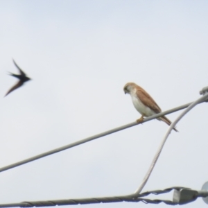 Falco cenchroides at Fyshwick, ACT - 11 Oct 2022 12:07 PM