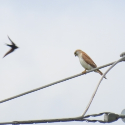 Falco cenchroides (Nankeen Kestrel) at Jerrabomberra Wetlands - 11 Oct 2022 by RodDeb