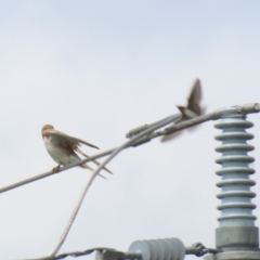 Falco cenchroides at Fyshwick, ACT - 11 Oct 2022 12:07 PM