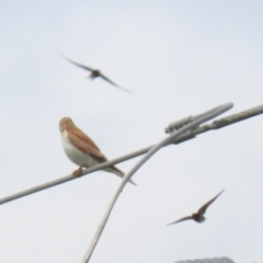 Falco cenchroides at Fyshwick, ACT - 11 Oct 2022 12:07 PM