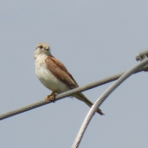 Falco cenchroides at Fyshwick, ACT - 11 Oct 2022 12:07 PM