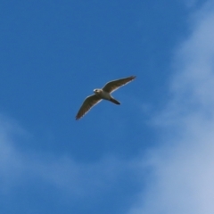 Falco cenchroides at Fyshwick, ACT - 11 Oct 2022 12:07 PM