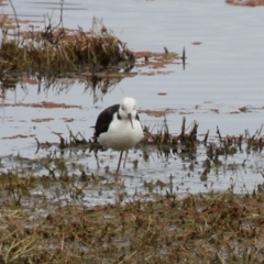 Himantopus leucocephalus (Pied Stilt) at Jerrabomberra Wetlands - 11 Oct 2022 by RodDeb