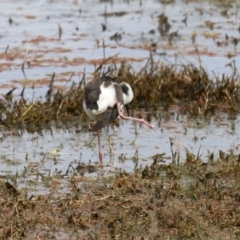 Himantopus leucocephalus at Fyshwick, ACT - 11 Oct 2022