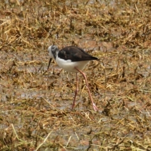 Himantopus leucocephalus at Fyshwick, ACT - 11 Oct 2022