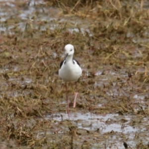 Himantopus leucocephalus at Fyshwick, ACT - 11 Oct 2022