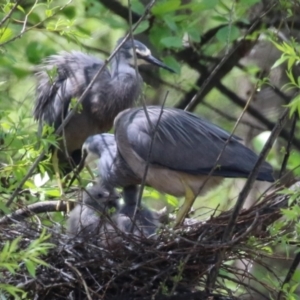 Egretta novaehollandiae at Fyshwick, ACT - 11 Oct 2022