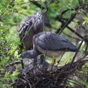 Egretta novaehollandiae at Fyshwick, ACT - 11 Oct 2022