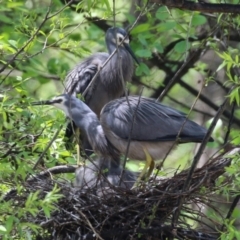 Egretta novaehollandiae at Fyshwick, ACT - 11 Oct 2022