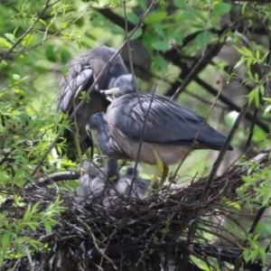 Egretta novaehollandiae at Fyshwick, ACT - 11 Oct 2022