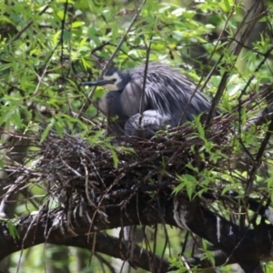 Egretta novaehollandiae at Fyshwick, ACT - 11 Oct 2022