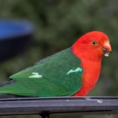 Alisterus scapularis (Australian King-Parrot) at Jerrabomberra, NSW - 7 Sep 2022 by MarkT