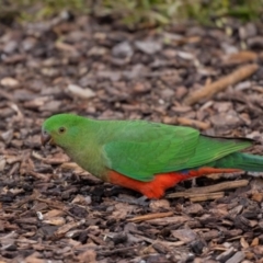 Alisterus scapularis at Jerrabomberra, NSW - 8 Sep 2022