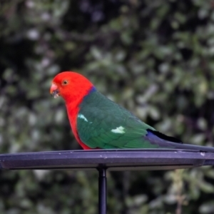 Alisterus scapularis at Jerrabomberra, NSW - 8 Sep 2022