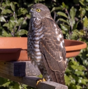 Accipiter cirrocephalus at Jerrabomberra, NSW - 16 Aug 2022