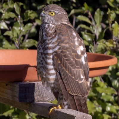 Accipiter cirrocephalus (Collared Sparrowhawk) at Jerrabomberra, NSW - 15 Aug 2022 by MarkT