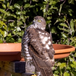 Accipiter cirrocephalus at Jerrabomberra, NSW - 16 Aug 2022