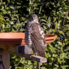 Accipiter cirrocephalus at Jerrabomberra, NSW - 16 Aug 2022