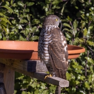 Accipiter cirrocephalus at Jerrabomberra, NSW - 16 Aug 2022