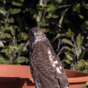 Accipiter cirrocephalus at Jerrabomberra, NSW - 16 Aug 2022